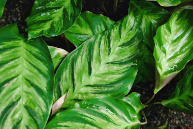 Yapraklarında yeşil çizgili egzotik Calathea Louisae bitkisi.