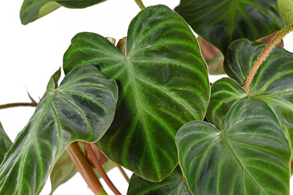 Velvet leaf of tropical 'Philodendron Verrucosum' houseplant on white background