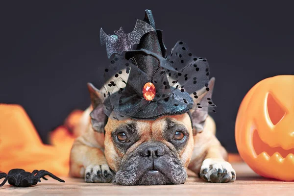 Söt Fransk Bulldogg Med Halloween Kostym Häxa Hatt Bredvid Snidade — Stockfoto