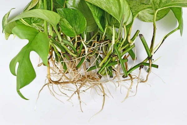 Bunch Marble Queen Pothos Houseplant Cuttings Long Bare Roots — Stok Foto