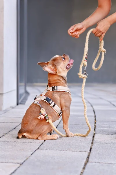 French Bulldog with dog harness with rope leash waiting for treat from human