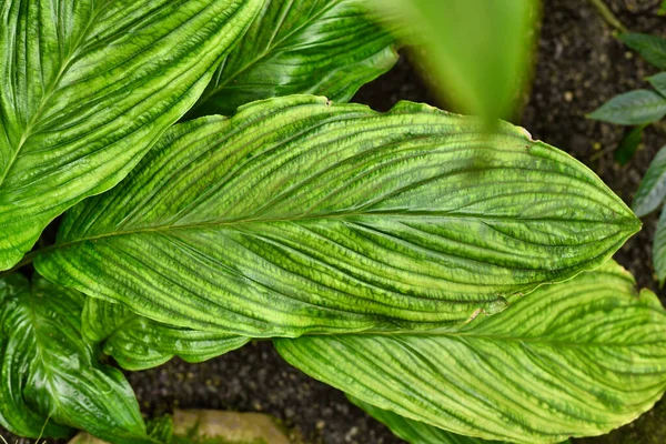 Daun Tanaman Tongkat Kelelawar Hitam Tropis Nama Botani Tacca Chantrier — Stok Foto