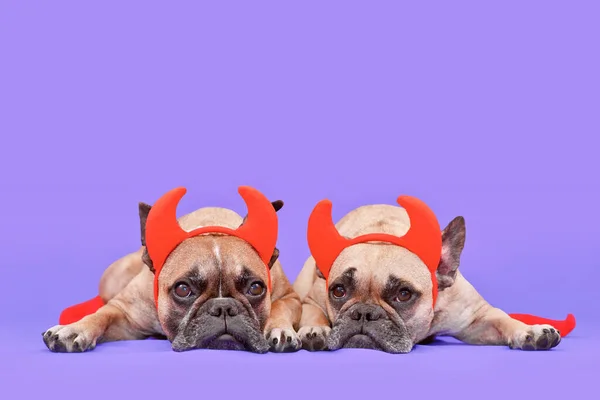 Pár Halloween Francia Bulldog Kutyák Visel Piros Ördög Szarvak Jelmez — Stock Fotó