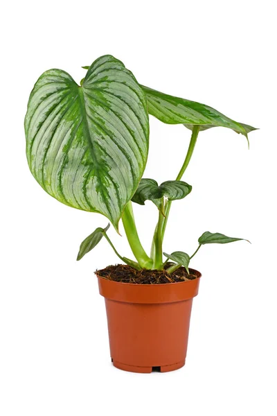 Potted Philodendron Mamei Houseplant Silver Pattern White Background — Stock Photo, Image