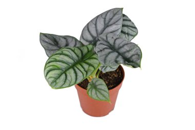 Alocasia Baginda Gümüş Ejder 'in beyaz arka planda çömlek içindeki egzotik bitkisi.