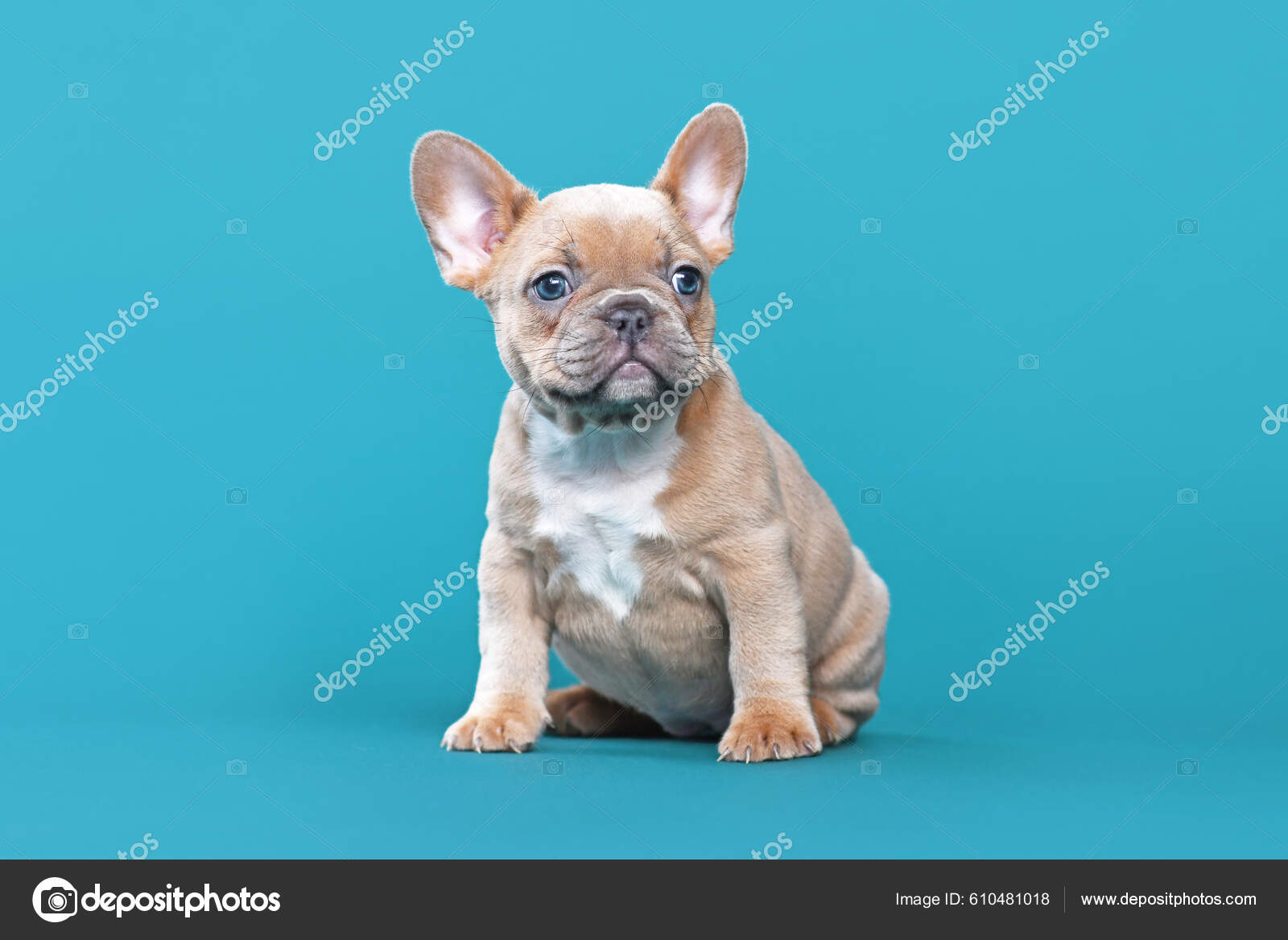 Red fawn best sale bulldog