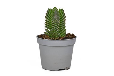 Potted 'Crassula Buddha's Temple' succulent plant on white background