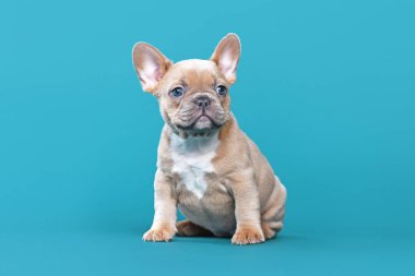 Cute lilac red fawn French Bulldog dog puppy sitting on blue background clipart
