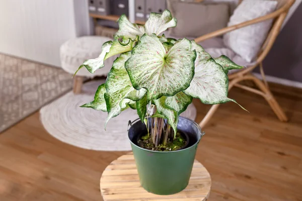 Tropical Caladium Candyland Houseplant Beautiful White Green Leaves Pink Freckles — Stok Foto