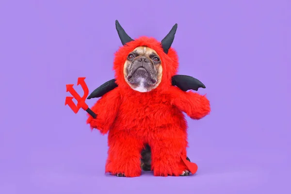 Chien Bulldog Français Avec Costume Halloween Diable Rouge Portant Costume — Photo