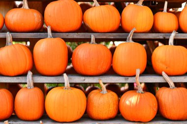 Many large Halloween 'Ghostride' pumpkins on shelves