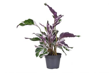 Beyaz arka planda egzotik 'Calathea White Fusion' Duacı Bitkisi