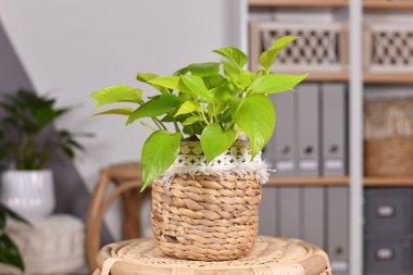 Tropik 'Epipremnum Aureum Lemon Lime' ev bitkisi oturma odasındaki sepet çiçekli saksıda neon yeşil yapraklar