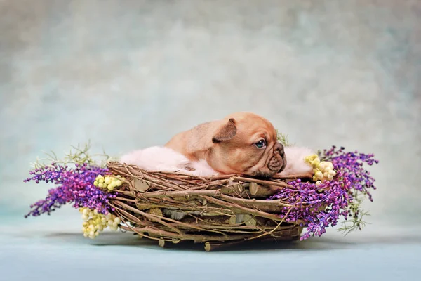 Red Fawn French Bulldog dog puppy in animal nest decorated with flowers
