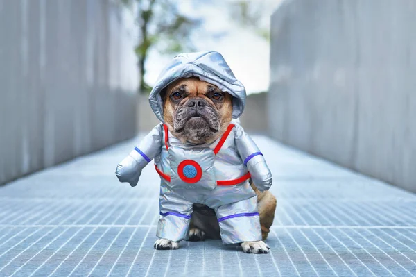 Astronaut Dog French Bulldog Wearing Funny Halloween Space Suit Costume — Stock Photo, Image