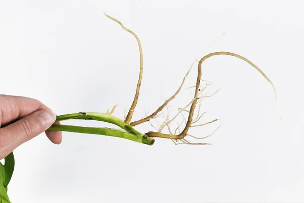 Tumbuhan Batang Pothos Houseplant Cutting Long Bare Roots — Stok Foto