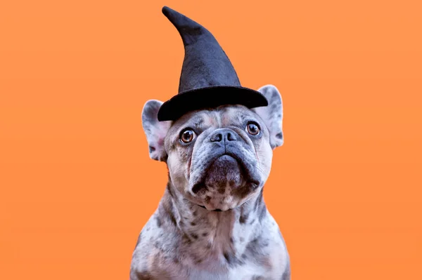 Merle French Bulldog Halloween Costume Witch Hat Orange Background Copy — стоковое фото
