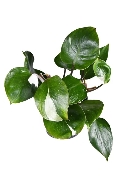 Tropical Philodendron White Knight Houseplant White Variegation Spots White Background — Stockfoto