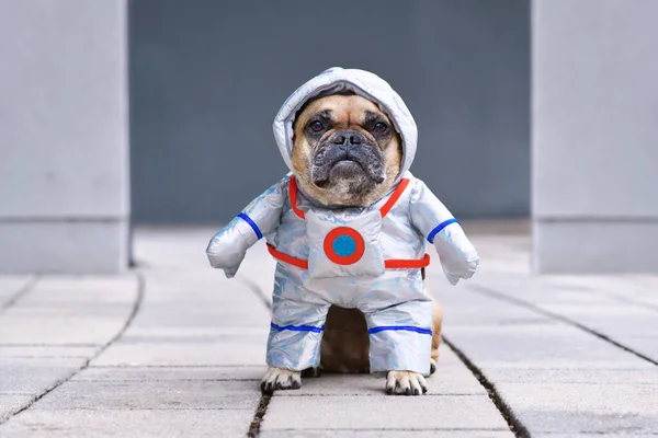 French Bulldog Dog Wearing Funny Halloween Astronaut Space Suit Costume — Stock Photo, Image