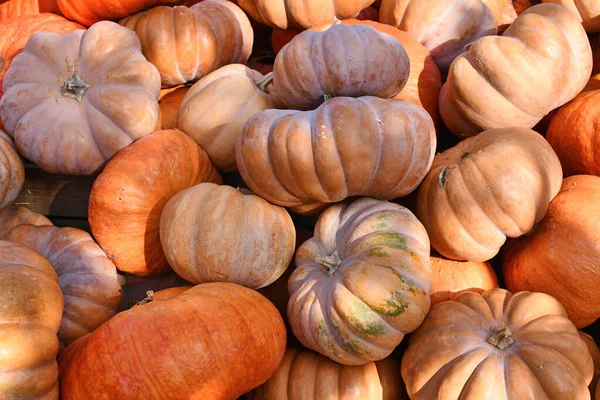 Pilha Belas Abóboras Laranja Claro Musquee Provence Também Chamado Abóbora — Fotografia de Stock