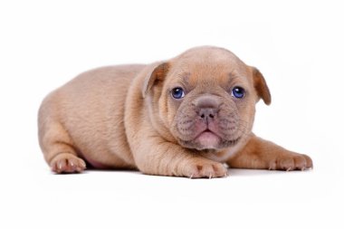 Şirin leylak rengi geyik yavrusu. Beyaz arka planda mavi gözlü Fransız Bulldog köpeği.