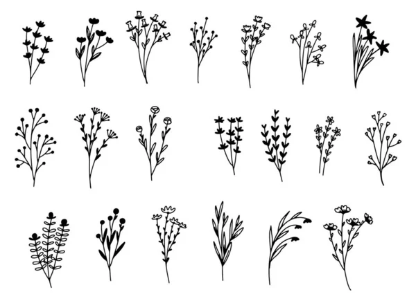 Dibujar Mano Elementos Florales Botánicos Vector Ilustración — Vector de stock