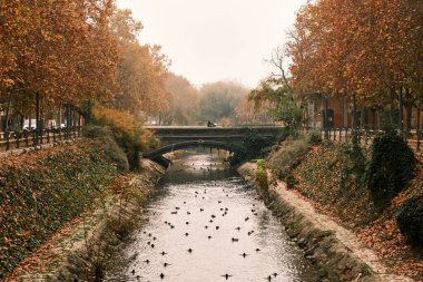 Sisli bir sonbahar gününde ördek dolu bir nehrin üzerinden bisikletle geçen bir kadın.