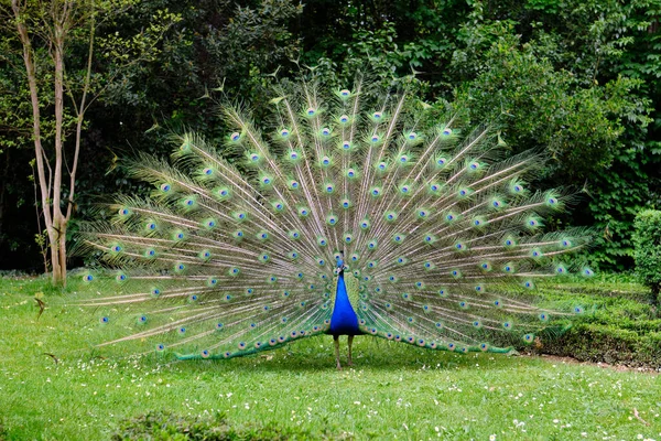 Peacock with outstretched feathers in an urban park in Valladolid, Spain — стоковое фото
