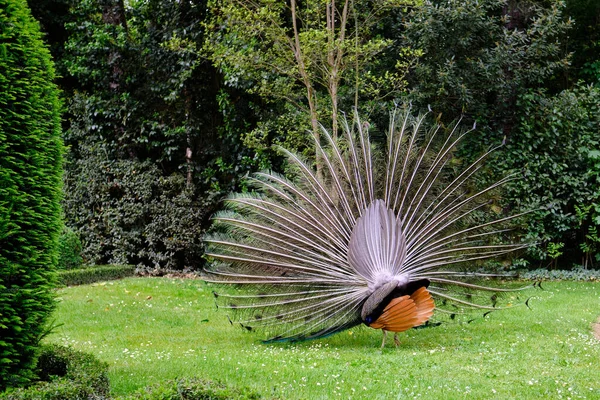 Peacock with outstretched feathers from behind in an urban park in Valladolid, Spain — Stockfoto