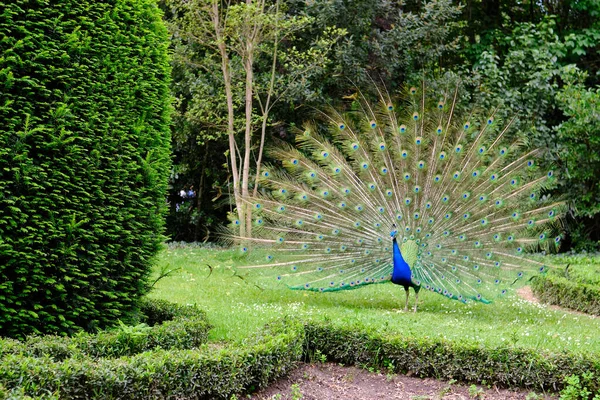 Peacock with outstretched feathers in an urban park in Valladolid, Spain — стоковое фото