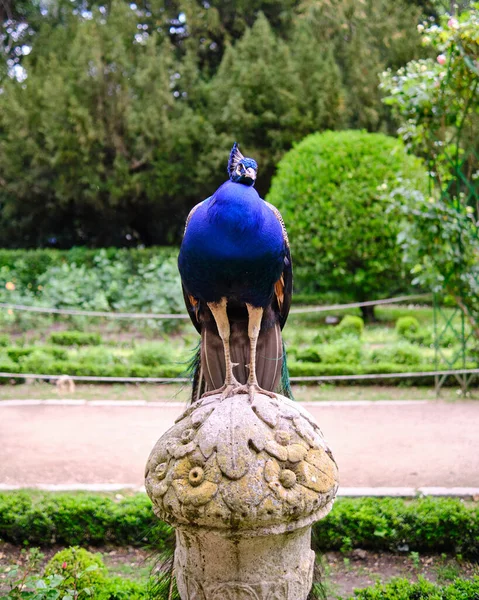 Peacock sitting on a stone column in an urban park in Valladolid, Spain — стоковое фото