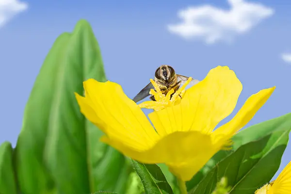 Miód Pszczoła Żółty Kwiat Zbieram Nektar Zielony Liść Przeciw Błękitny — Zdjęcie stockowe
