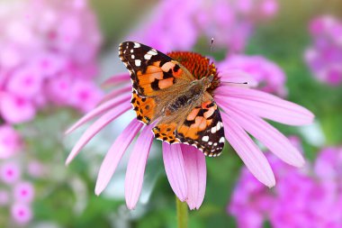 Pembe koni çiçeğinin üzerinde kanatları olan boyalı kadın kelebeğin Macro 'su. Diğer adı Kızıl Amiral, Latince adı Vanessa Cardui. Purple Echinacea ve phlox