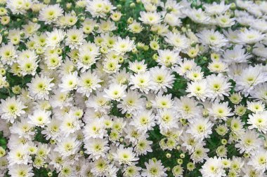 Büyük bir buket çalı kasımpatı. Bahçıvanlık kavramı, yaz, sonbahar. Çiçek arkaplanı