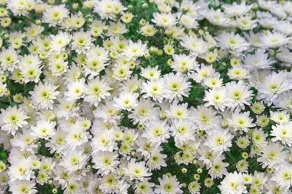 Duży Biały Bukiet Chryzantemy Krzaczastej Pojęcie Ogrodnictwa Lato Jesień Tło — Zdjęcie stockowe