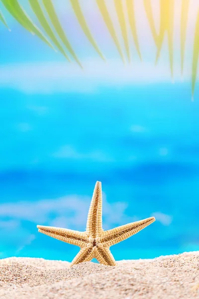 Gelbe Seesterne Sandstrand Dahinter Meer Und Palme Urlaub Reisen Urlaubskonzept — Stockfoto