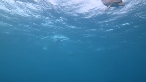 One Indo Pacific Bottlenose Dolphin Tursiops Aduncus Dives Front Camera — Stock Video