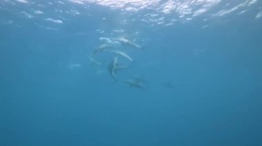 Yüzeyde oynayan Hint-Pasifik şişe burunlu yunusların (Tursiops aduncus) sualtı görüntüsü. Ağır çekimde.