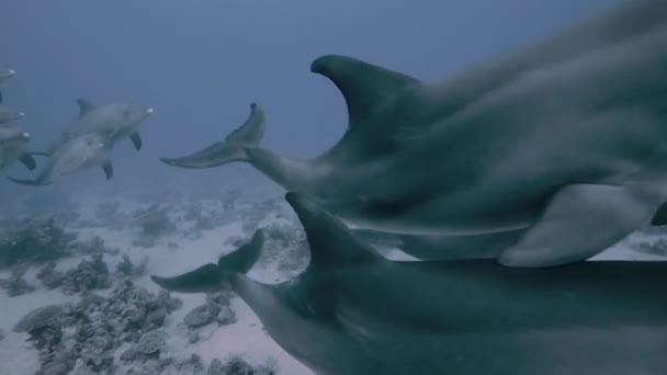 Indo Csendes Óceáni Palackorrú Delfin Tursiops Aduncus Egyik Kapszulája Lassú — Stock videók