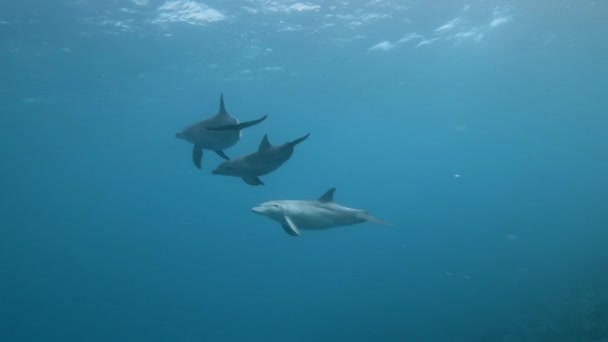 Indo Csendes Óceáni Palackozott Delfinek Úszás Lassított Felvételen — Stock videók