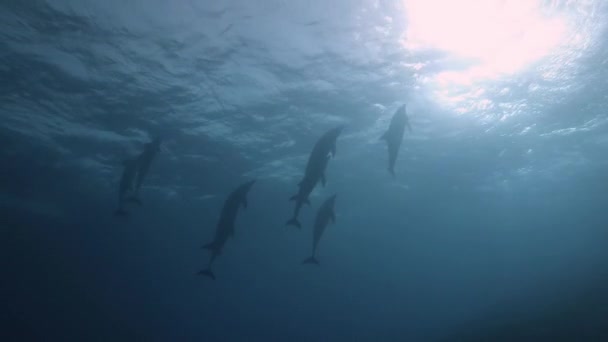 Pod Indo Pacific Bottlenose Dolphin Tursiops Aduncus Coming Surface Close — Vídeo de stock