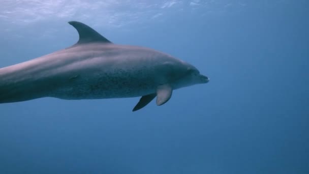 いくつかのインド太平洋のボトルネックイルカ Tursiops Aduncus がダイバーと一緒に泳いでいる 彼らの一人はカメラの近くを通り過ぎる — ストック動画