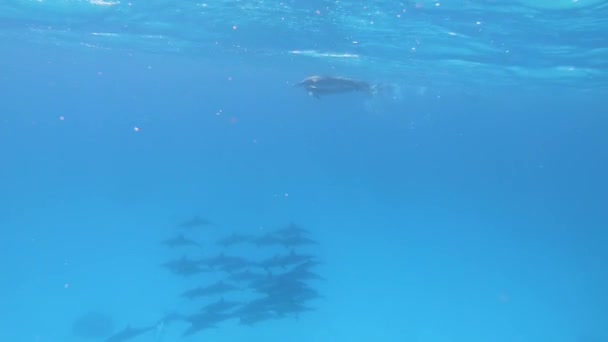 Pod Spinner Delphins Stenella Longirostris Jugando Bajo Agua Par Nadadores — Vídeos de Stock