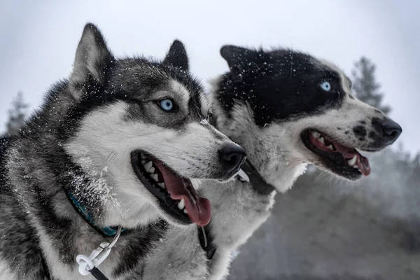 Porträtt Ett Par Husky Snöig Bakgrund — Stockfoto