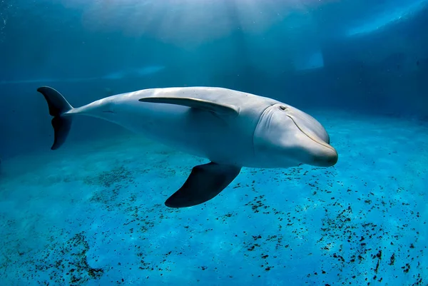 Underwater Image Bottlenose Dolphin Tursiops Truncatus Diving Pool Dolphinarium — Stock Photo, Image