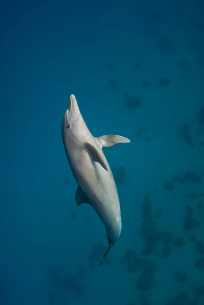 Verticaal Schot Van Een Indopacific Dolfijn Tursiops Aduncus Die Naar — Stockfoto