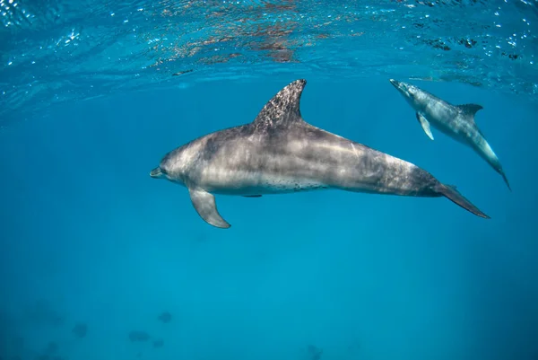 Paar Dolfijnen Tursiops Aduncus Die Dicht Bij Oppervlakte Duiken — Stockfoto