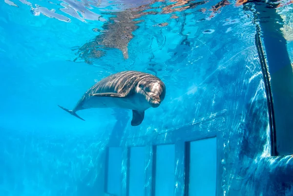 Bottle Nose Dolphin Diving Pool Windows Him Underwater — Stockfoto