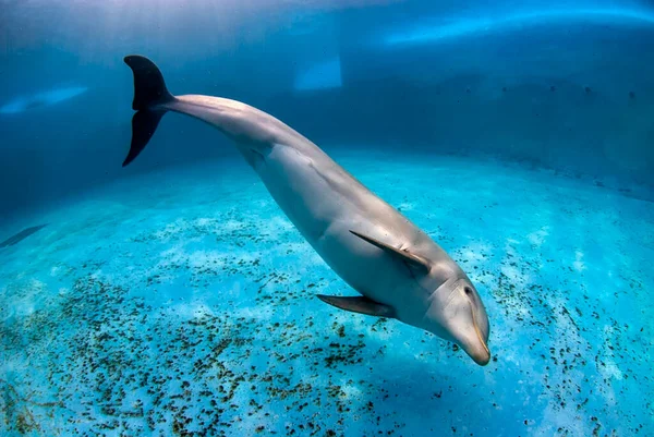 Şişe burunlu yunus (Tursiops truncatus) havuzda neşeyle yüzüyor