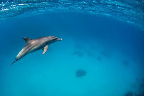 One Indopacific Bottlenose Dolphin Diving Close Surface Εικόνα Αρχείου